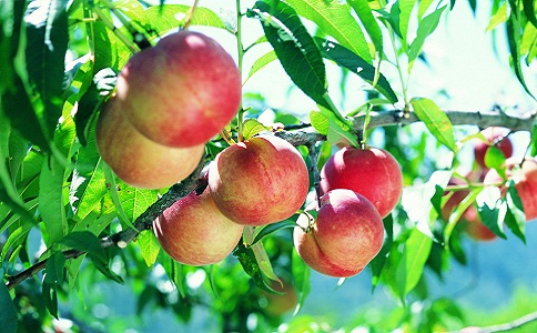 果業公司注冊流程及費用